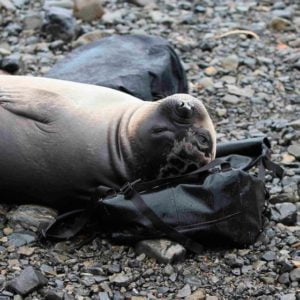 Ponting Bag tested by Elephant seals