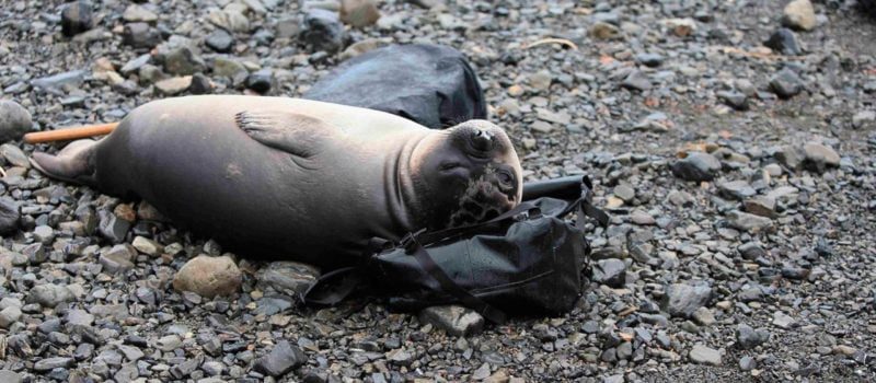 Ponting Bag tested by Elephant seals