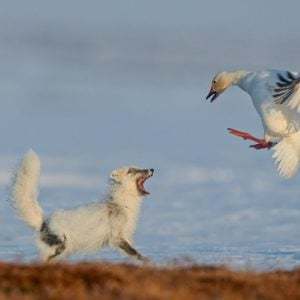 Sergey Korshkov,Wildlife photographer of the year,Russia,nature photography