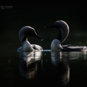 nature photographer,snake photography,Tom Dyring,snakes