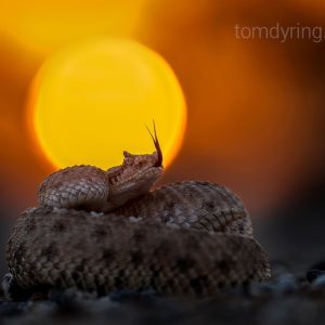 nature photographer,snake photography,Tom Dyring,snakes