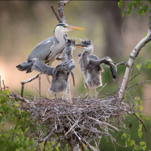 Family of grey herons