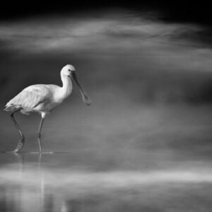 black and white,black and white photography,nature photography,landscape photography,amar guillen,wildlife photography