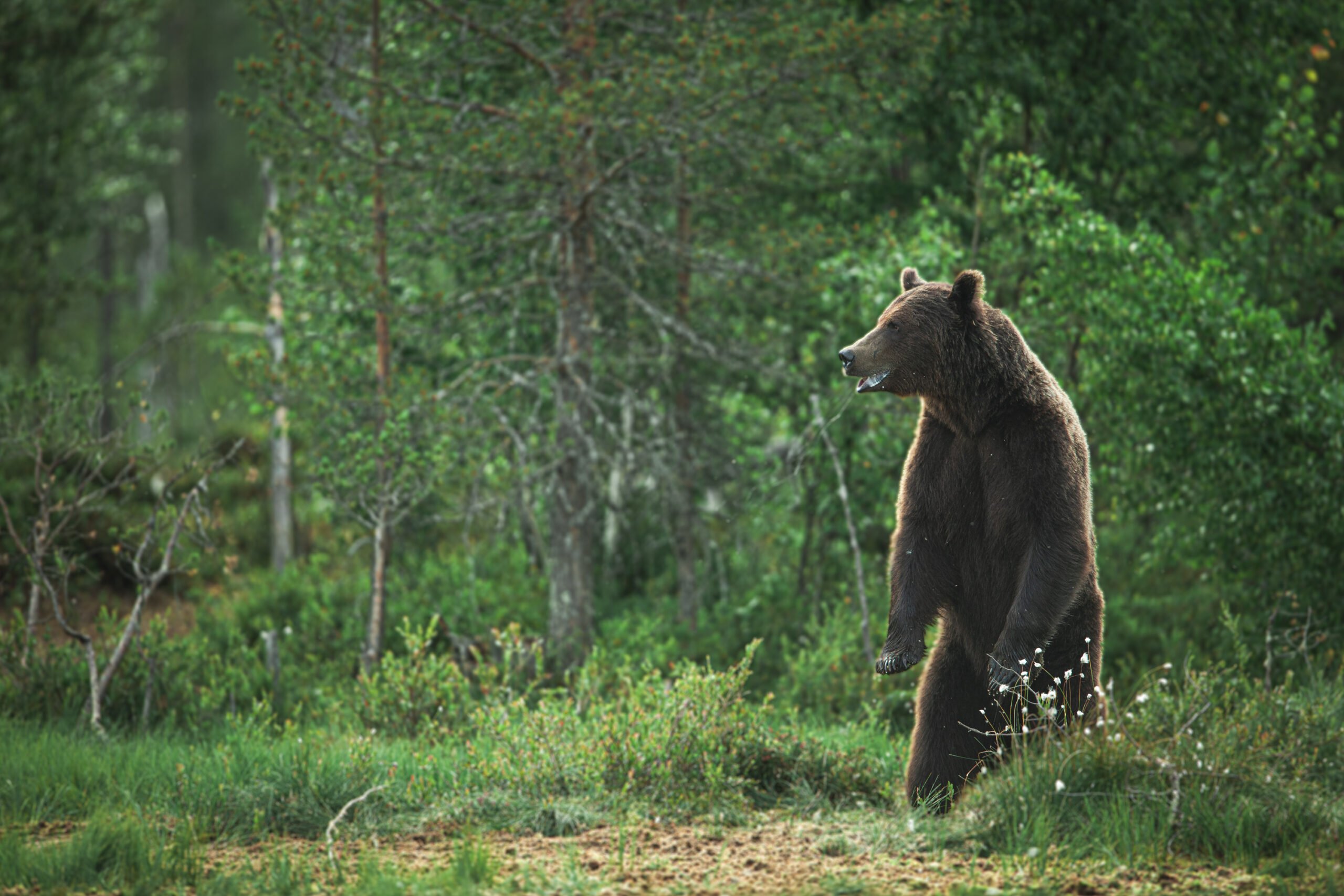 brunbjørn i finland