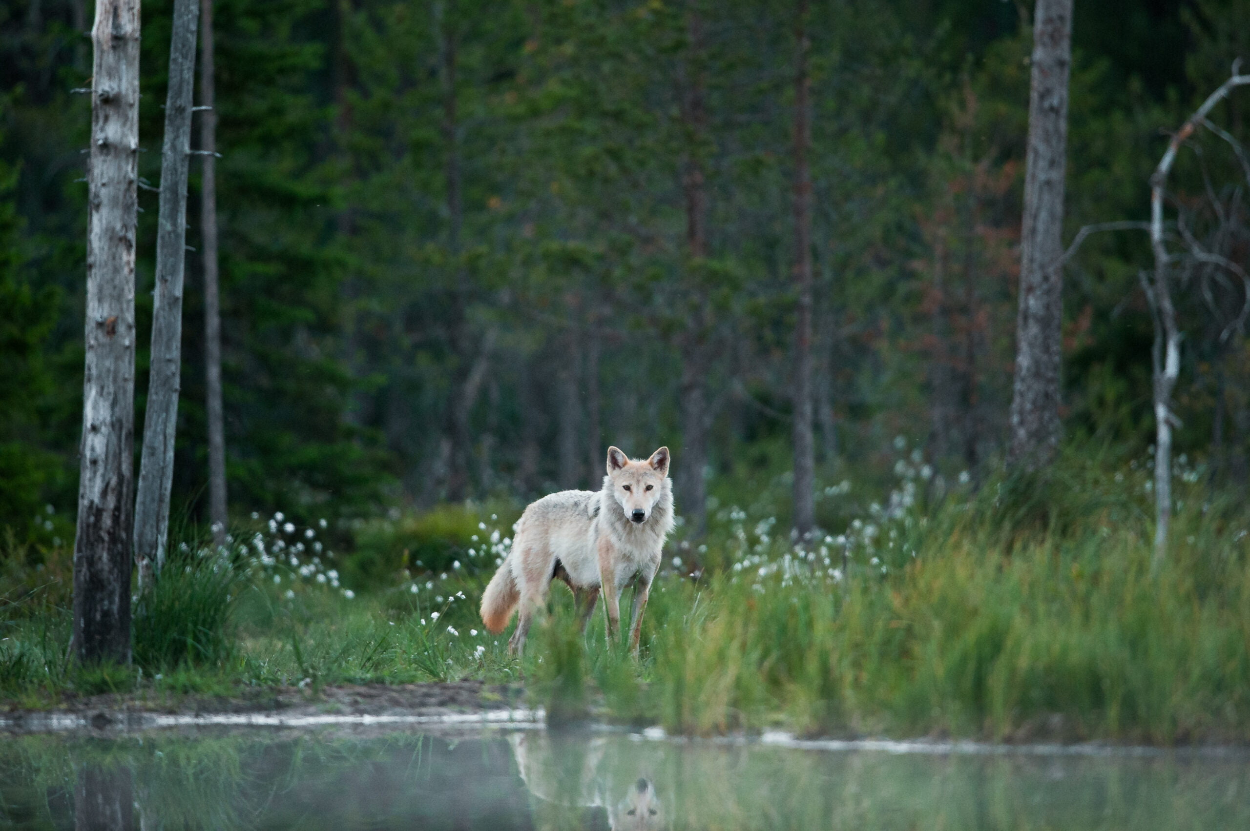 ulve i finland