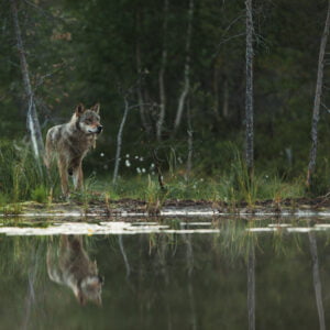 ulve i finland