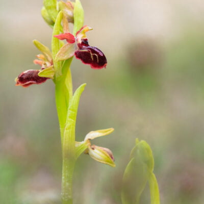 early spider orchid (ophrys sphegodes) in flower. lleida province. catalonia. spain.