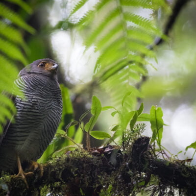 barred forest falcon (micrastur ruficollis) perched on branch. monteverde cloud forest reserve. costa rica.