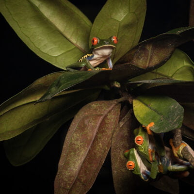 red eyed treefrog (agalychnis callidryas) pair in amplexus while another male awaits its chance. heredia province. costa rica.
