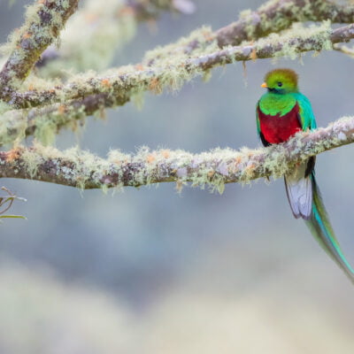 resplendent quetzal (pharomachrus mocinno), male perched on branch. los quetzales national park. costa rica.