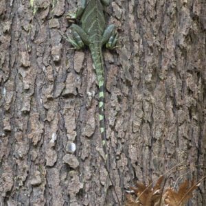 adult chinese water dragon (physignathus cocincinus) perched on tree trunk. nakai nam theun national protected area. laos.