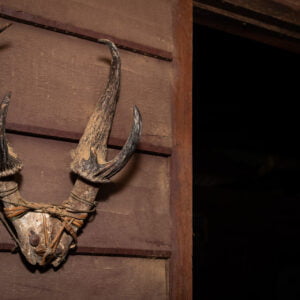 antlers of large antlered muntjac (muntiacus vuquangensis) hanging on the wall of a hunter's house in a remote village of nakai nam theun national protected area. laos.