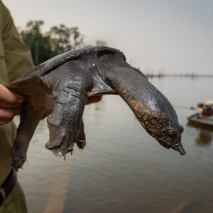 asiatic softshell turtle (amyda cartilaginea) rescued from poachers by a patrolling team and ready to comeback to the water. nakai nam theun national park. laos.