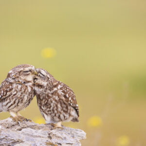 little owl (athene noctua) pair, courtship behaviour. lleida province. catalonia. spain.