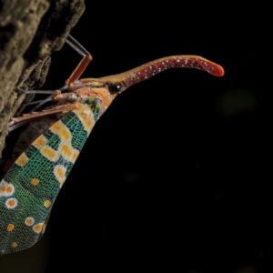 lantern bug (laternaria candelaria) perched on trunk. khao yai national park. thailand.