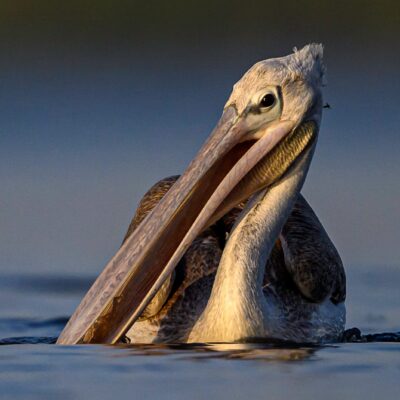 grijze pelikaan