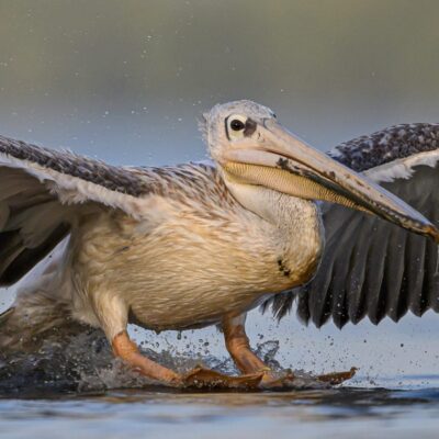 grijze pelikaan landing