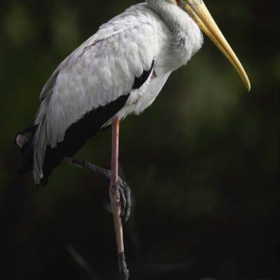 ibis tantale