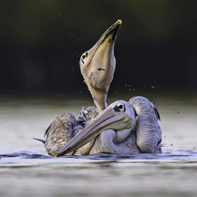koppel grijze pelikanen