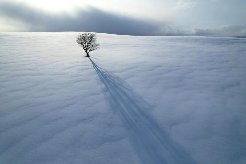 A tree in a winter landscape throws a long sunset shadow
