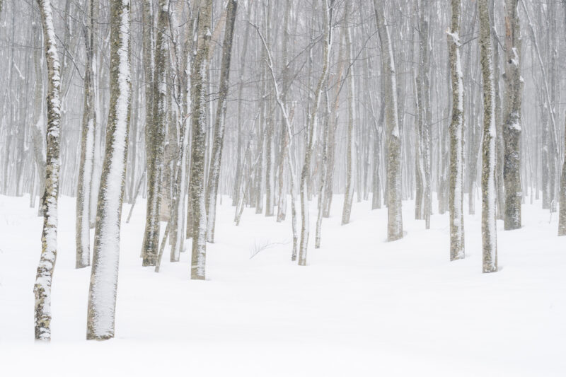 aomori snowy forest hd508