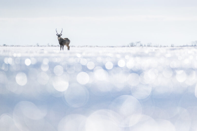 sika deer bokeh hd