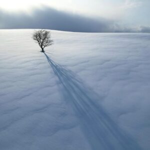 A tree in a winter landscape throws a long sunset shadow